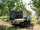 field crates The mangos are transported from the