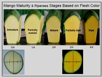 growing conditions Measure with refractometer Increases with ripening from starch conversion Affected by harvest maturity Firmness and texture Degree of softening Measured by hand feel or with