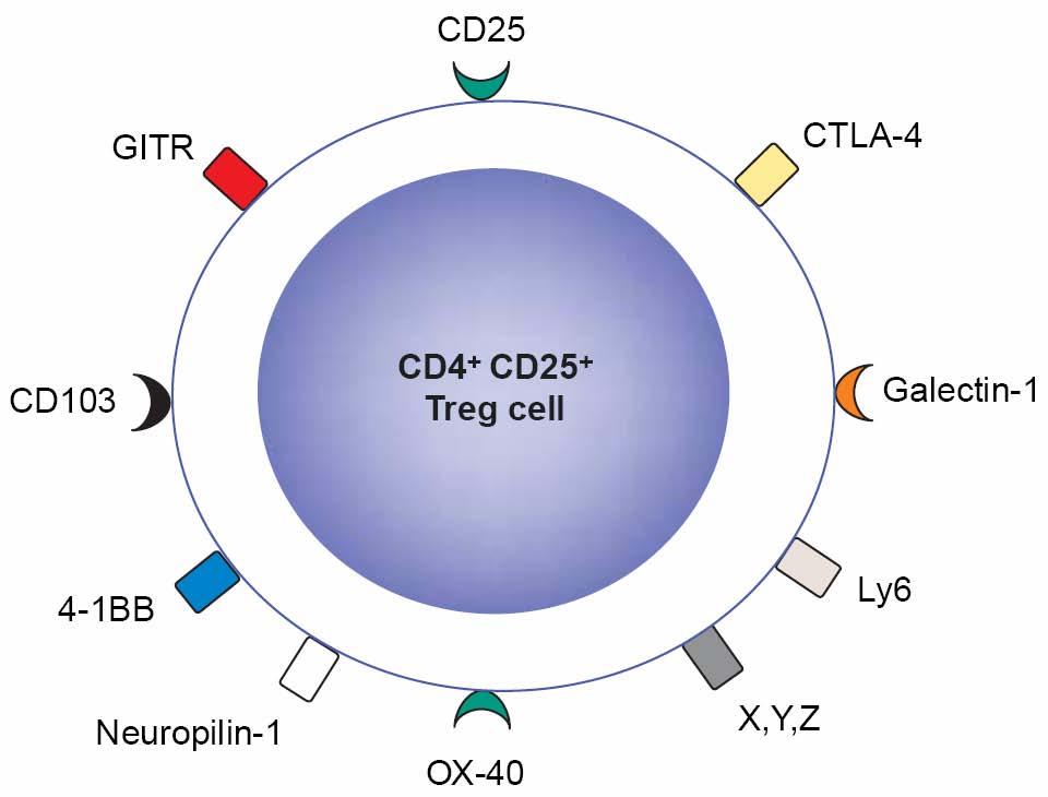 Foxp3: The gene FoxP3 LAG-3 CD25: α chain of the IL-2 receptor FoxP3: transcription