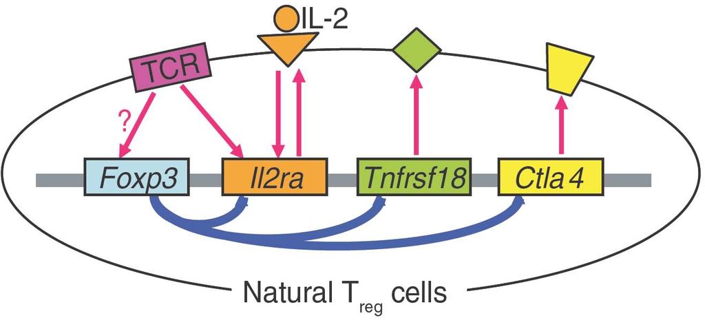 Foxp3: Function in Tregs Transcriptional activation of cell surface molecules such as CD25, GITR,