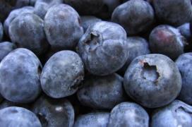 Blueberry Breeding @UF 2018 FBGA update