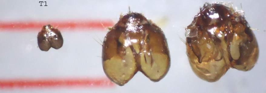 Larva stage Size (mm) Head Body 1 star 0,33 1,8-5 2 star 0,62