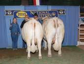 41st National Group Classes Additional Bull Class Winners BJCF
