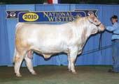 5J Freedom s Night Train First Spring Yearling Bull - Class 209