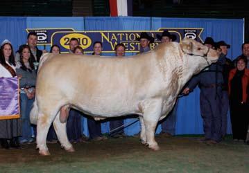 Reserve Grand Champion Female PZC TR Bomshell 941P Spring Calf Champion First Late Spring