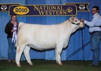 TR Ms Fire 9744W ET Reserve Spring Calf Champion Female Second Late Spring