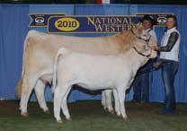 D R Forever Lucy 587 Senior Champion Female First Senior Yearling Female -