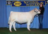 41st National Show Female Classes Junior Yearling Females Class 111 Calved Jan. 27 to Feb.
