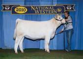 (1,577) Grady Dickerson. Senior Yearling Females Class 112 Calved Sept. 11 to Oct.