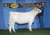 and Wright-Curtis Charolais. 2. OBG Elvira 4303 Pld, 3-24-04, by WCR Prime Cut 764 Pld.