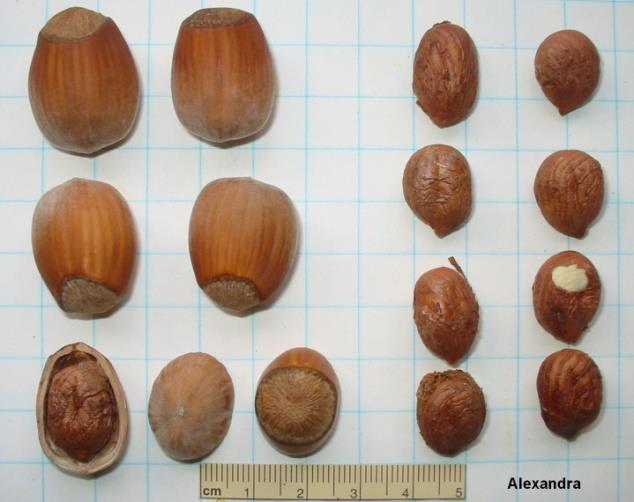 The husk is nearly twice as long as the nut and clasps the nut tightly. Many nuts fall in the husk. Clusters often have 3 to 8 nuts per cluster. Some clusters tend to hang in the trees into winter.
