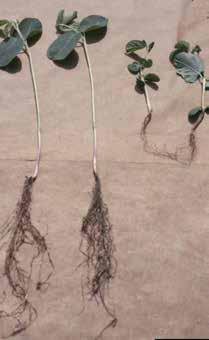 org Management: Plant high-quality seed in good seedbed conditions Use a fungicide seed