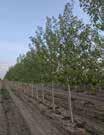 Populus-Poplar Assiniboine Poplar HT: 50 (15m) SP: 20 (6m) Vigorous upright selection. Very hardy and clean (male selection). Drought tolerant once established. Tolerates salt and some standing water.