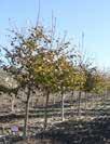Northwest Poplar HT: 50 (15m) SP: 40 (12m) Fast growing, seedless, large leaves and very hardy. 60mm $225.00 70mm $250.00 100mm $300.