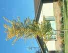 Ulmus-Elm American Elm HT: 60 (18m) SP: 35 (11m) Large vase shape shade tree. Excellent for lane or street planting. Gold colored leaves in the fall. 70mm $325.00 85mm $350.