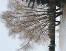 Quercus Macrocarpa-Oak Bur Oak HT: 33 (10m) SP: 25 (8m) Medium-sized tree, upright oval crown. Lobed leaves.