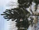 Coniferous Pinus-Pine Malus-Apple Mugo Pine Rostrata HT: 23 (7m) SP: 13 (4m) Very