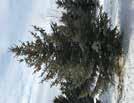 Black Hills Spruce HT: 65 (20m) SP: 25 (8m) Similar growth habits to the White Spruce, green