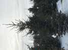 Coniferous Picea-Spruce Malus-Apple Columnar Spruce HT: 35 (11m) SP: 10 (3m) Upright spruce,