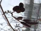 Aesculus-Chestnut Autumn Splendor Buckeye HT: 25 (7.5m) SP: 20 (6m) A more small and dense buckeye tree.