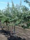 Crataegus-Hawthorne Snowbird Hawthorne HT: 16 (5m) SP: 16 (5m) Small upright tree, lobed dark green glossy foliage, white flowers, sparse red berries, and will develop thorns. Very hardy. 50mm $275.