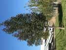 00 Foothills Green Ash HT: 40 (12m) SP: 25 (8m) Upright large shade tree, great selection of a hardy