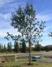 00 Patmore Green Ash HT: 50 (15m) SP: 35 (11m) Seedless upright oval tree. Very hardy. 40mm $200.