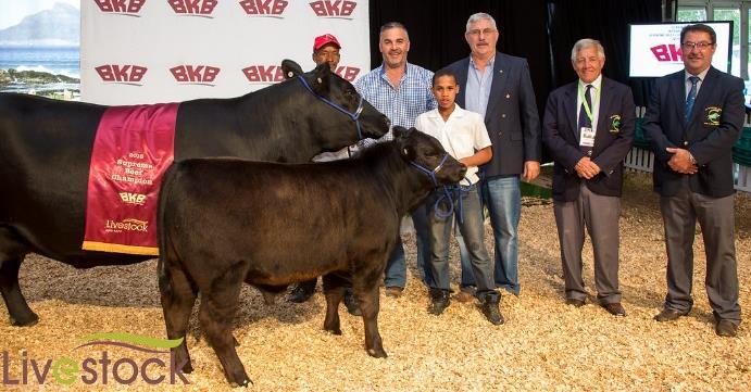 Puttergill Goldwyn Sweetie of Puttergill Holsteins in the Eastern Cape, that was crowned the FNB Dairy Queen, set a new record by successfully defending her title for the second time.