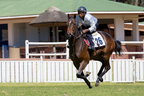 E Q U E S T R I A N SALES Cape Thoroughbred Sales (CTS) contracted Agri-Expo to run the logistics and stable care for seven sales for the last financial year.