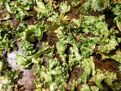 Easy Kale Chips KALE is a super food. Eating kale is like putting a rain forest into your body. Kale has more nutrients for fewer calories than almost any other food.