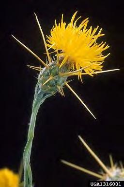 P a g e 11 Yellow star-thistle, a member of the knapweeds, is a strong invader. Due to a lack of tufting on some seeds, reliance is on animals and humans for movement any distance from parent plants.