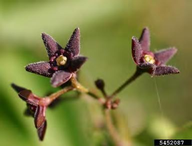 P a g e 12 Black swallow-wort is an herbaceous, perennial vine, growing up to 7. It grows unbranched and twining.