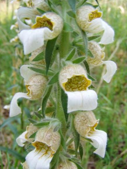 P a g e 13 Grecian foxglove is an herbaceous, perennial beginning its first year as a basal rosette with a single flower stalk from 2-5 feet tall in subsequent years.