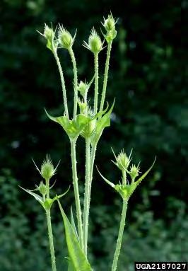 Flowers arranged in a dense, cylindrical head up to 4 inches tall and 1½ inches wide. Stiff and spiny flower bracts may be taller than flower head. Bloom time is June to October.