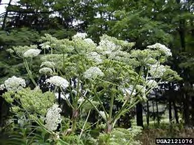 P a g e 16 Giant hogweed is an herbaceous, biennial giant at 10-15 feet tall (potentially 20 feet).