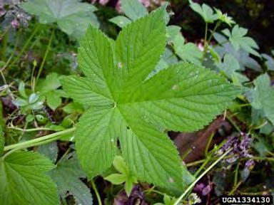 This Prohibited- Eradicate noxious weed is mostly in Southeastern MN and the goal is to eradicate infestations before Japanese hop vines spread and become a serious weed issue in the rest Minnesota.