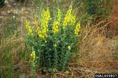 P a g e 18 Dalmatian toadflax is a short lived herbaceous perennial up to 4 feet tall. Base may be woody and plant is often branched with waxy stems and leaves.