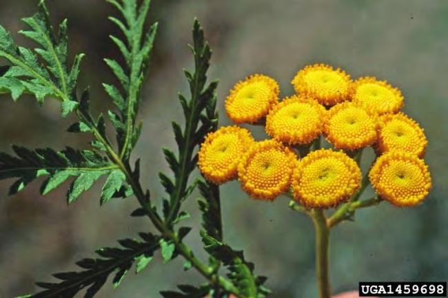 P a g e 20 Common tansy is an herbaceous, perennial reaching 2-5 feet in height. Native to Europe and Asia this plant was introduced to the United States as a garden plant and for medicinal purposes.