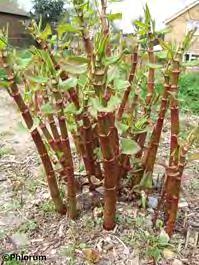 P a g e 22 Japanese knotweed is a semi-woody perennial with hollow, bamboo-like stems. It rapidly grows and spreads to form a thick, dense hedge that can reach a height of 10 ft.
