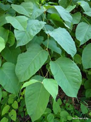 Japanese knotweed is currently reported from many counties in the state, including the metro area. There are isolated sites in Baker and Elm Creek Park Reserves.