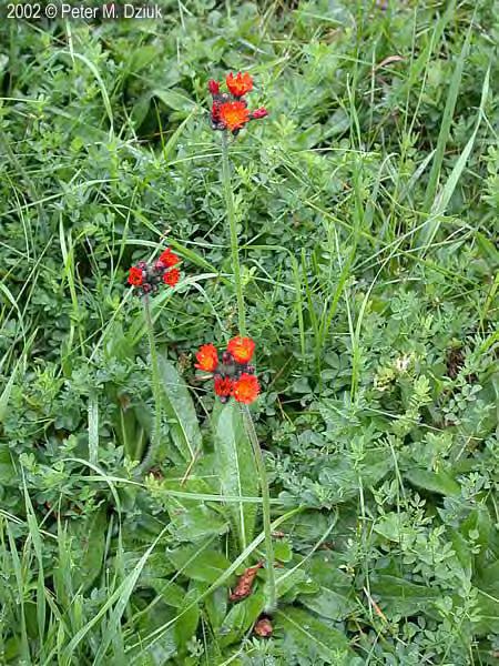 P a g e 23 Orange hawkweed is an herbaceous perennial that grows from a basal rosette of hairy leaves.