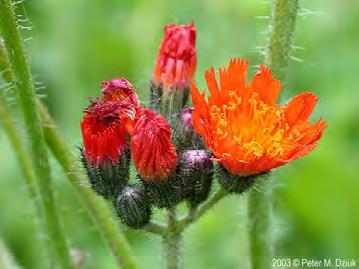 The heads are less than an inch wide and are made up of numerous bright orange flowers. The bracts surrounding each flowering head are covered with long, glandular hairs. Bloom time is June-August.