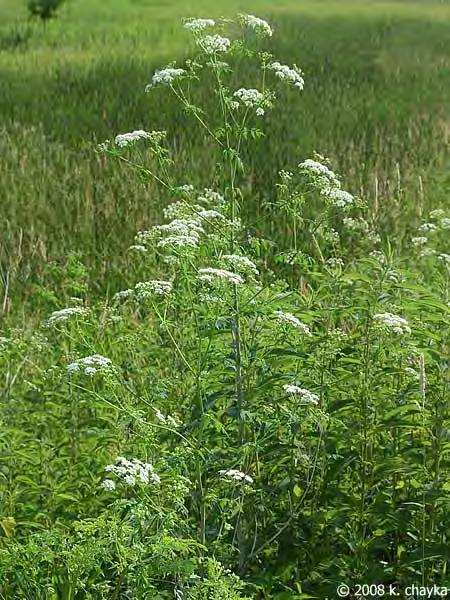 P a g e 25 Poison hemlock is a biennial herbaceous plant that grows up to 8 feet tall in its 2 nd year.