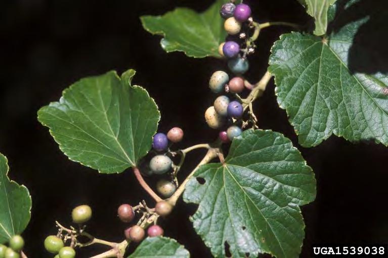 P a g e 5 Porcelain berry, also known as Amur peppervine, is a new invader to Minnesota.