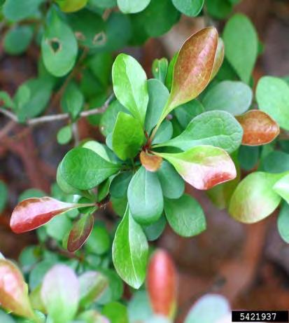 P a g e 6 Japanese barberry is a small woody shrub that usually grows to about two to three feet tall and whose native range is throughout Japan.