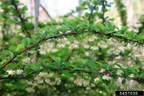 Once established, barberry can form dense stands displacing native plants and reducing wildlife habitat and forage.