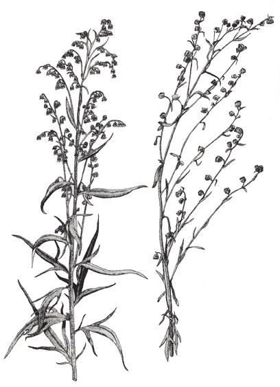 Artemisia tilesii Family: Asteraceae (Compositae) Common name: