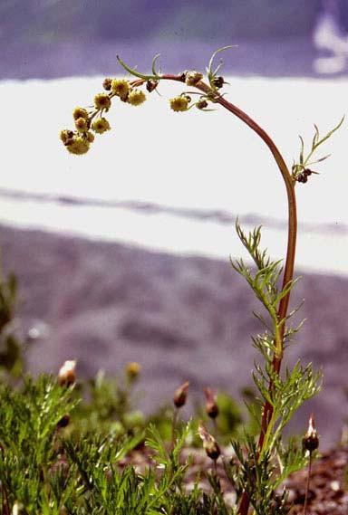 Artemisia arctica Family: Asteraceae