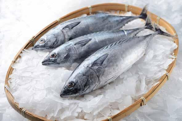 95 سمك تونه Tuna
