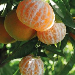 Fina CLEMENTINES Autumn and winter fruits, the four varieties of clementines selected by Perdine reach full maturity between October and March.